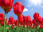 Sol brillando sobre un campo de tulipanes
