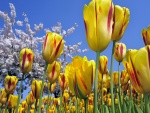 Tulipanes de dos colores en el campo