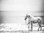 Chica paseando por la playa con el caballo