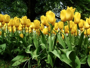 Postal: Tulipanes amarillos en el jardín en primavera