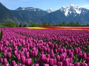 Postal: Hermosos campos de tulipanes bajo las montañas