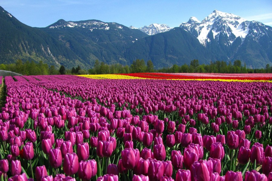 Hermosos campos de tulipanes bajo las montañas