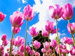 Tulipanes rosas bajo el cielo azul