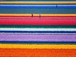 Colores en un campo de flores