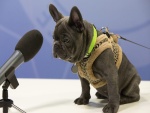 Bulldog francés frente a un micrófono