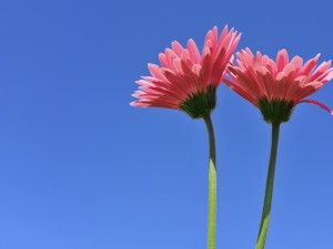 Dúo de gerberas color rosa bajo un cielo azul celeste