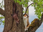 Una ardilla y un gato en el árbol