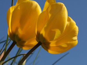 Dos espectaculares tulipanes amarillos