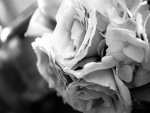 Flores en blanco y negro