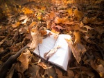 Libro entre hojas de otoño