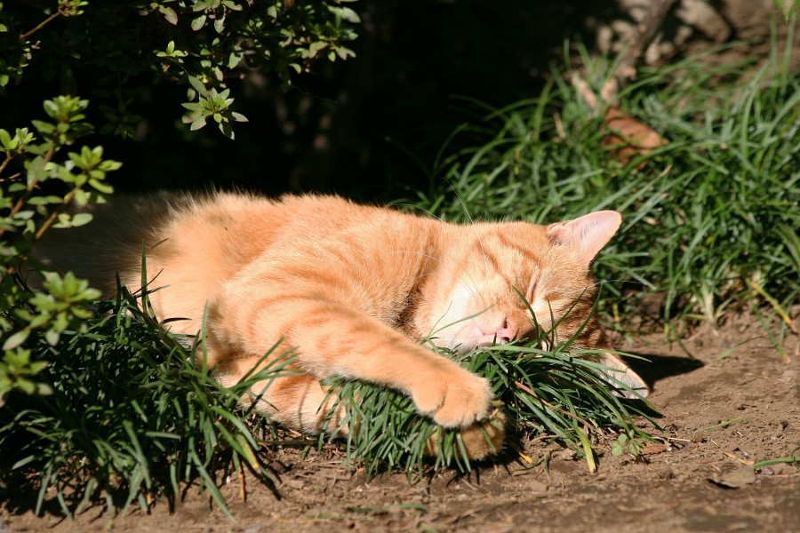 Gato agarrando un puñado de hierba