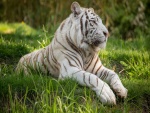 Tigre sobre la hierba