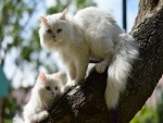 Gatos blancos en un tronco de árbol
