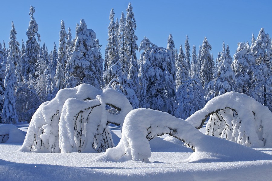 Árboles doblados por el peso de la nieve