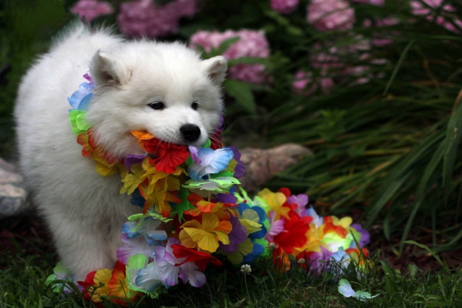 Perrito blanco jugando con un collar de flores