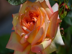 Bella rosa de color naranja y amarillo