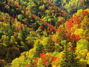 Bosque en otoño