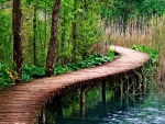 Puente de madera sobre un pantano