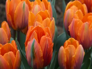 Tulipanes de color naranja con gotas de agua