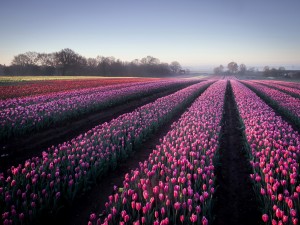Campo de tulipanes de color rosa