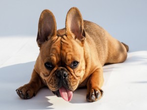 Cachorro de Bulldog francés sacando la lengua