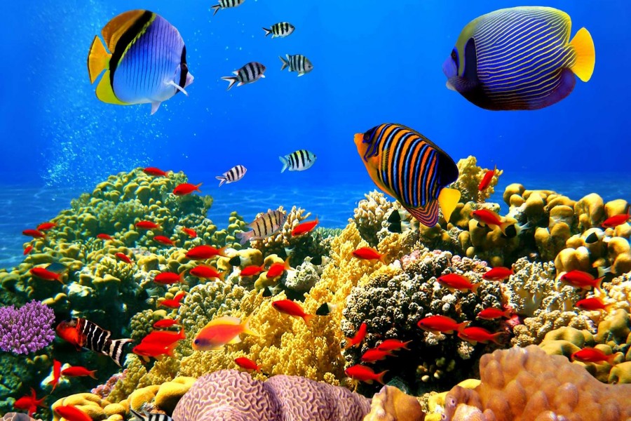 Peces bajo el agua sobre una gran barrera de coral