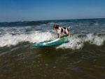Perro sobre una tabla de surf en el mar