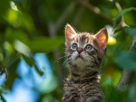 Gatito en un árbol