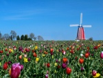 Molino de viento en un campo de tulipanes
