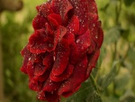 Exuberante rosa de color rojo con gotas de agua