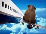 Elefante sentado en el ala de un avión