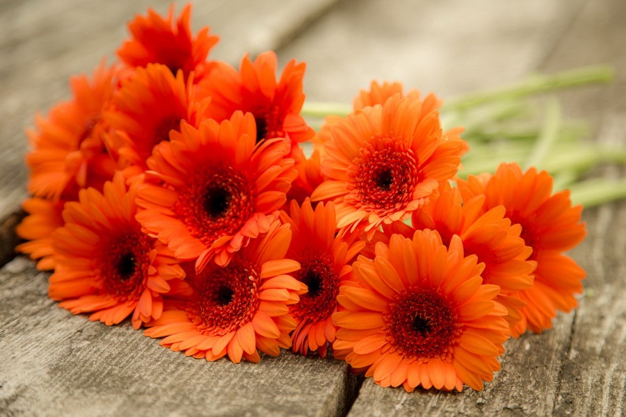 Gerberas sobre una superficie de madera