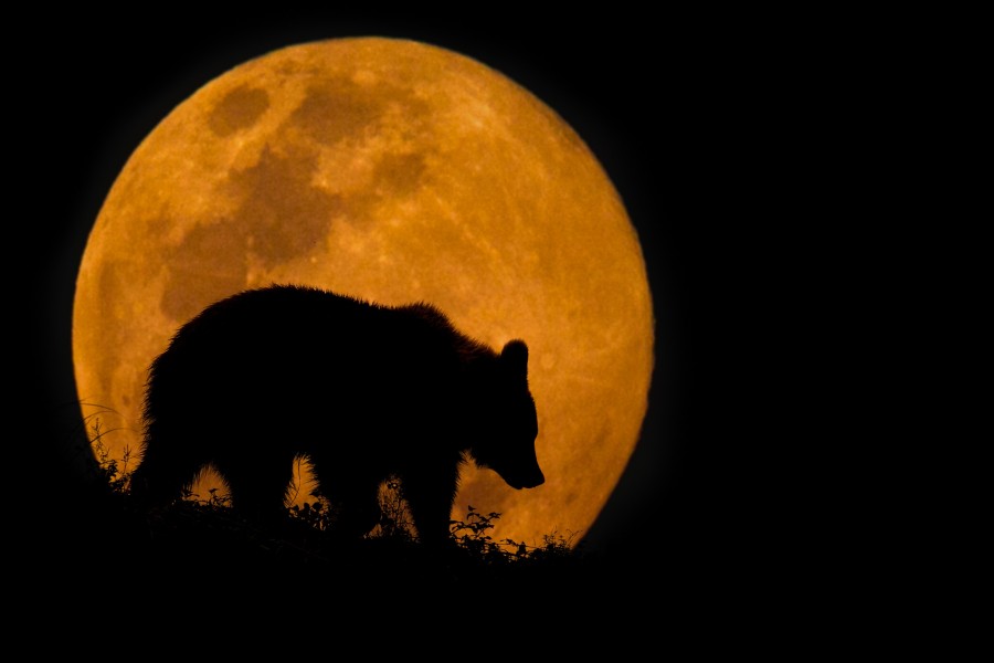 Silueta de oso caminando delante de la enorme luna