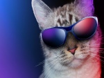 Gato con gafas de sol