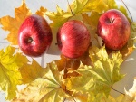 Deliciosas manzanas rojas sobre las hojas de arce amarillas