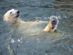 Oso polar nadando en el agua