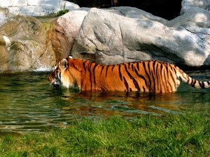Tigre bañándose en el río