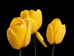 Bellos tulipanes de color amarillo