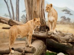 Dos leonas sobre unos troncos