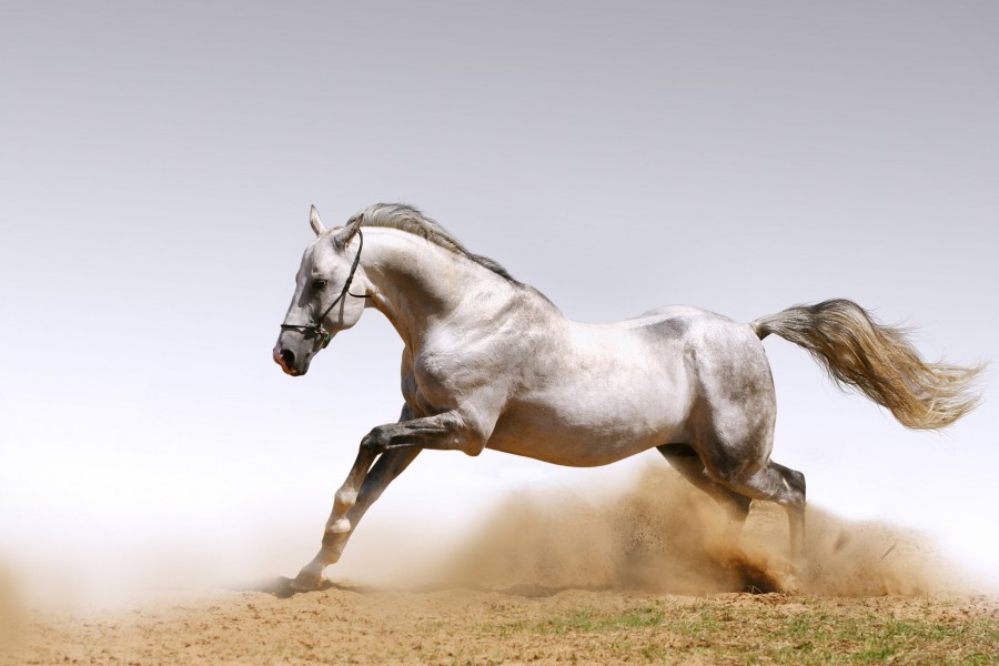 Hermoso caballo blanco