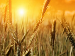 Sol iluminando el trigo
