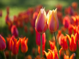 Dos delicados tulipanes iluminados por el sol