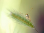 Mariposa sobre una espiga de trigo