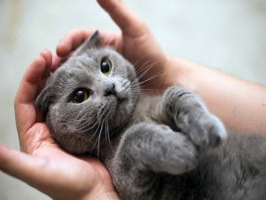 Gato acostado entre unas manos
