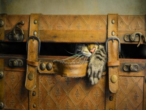Gato escondido en una maleta