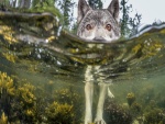 Lobo nadando en el río