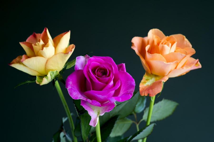Tres rosas de colores