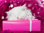 Gato durmiendo en una caja de color rosa