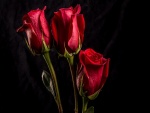 Tres rosas rojas con gotas de agua sobre un fondo oscuro