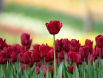 Unos bonitos tulipanes rojos